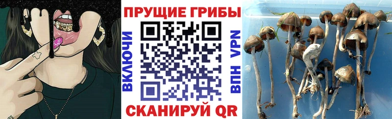 продажа наркотиков  Петровск  Псилоцибиновые грибы ЛСД 